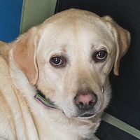 lovemugi_dog