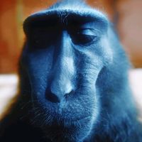 original sound - ~{Justin}~