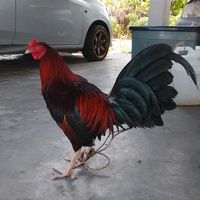 bunyi asal - NICK TENOm