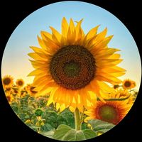 nhạc nền - 🍀 Nhớ Người Anh Thương 🍀