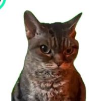 ghettoannhattrandoii