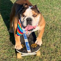 giotto_skater_bulldog