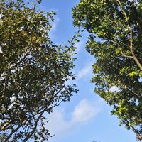 original sound - traveller