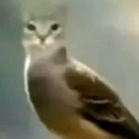 original sound - djkvnxd