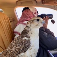 الصوت الأصلي