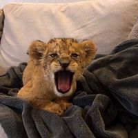 im.tigrann