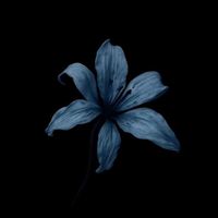 original sound - nad