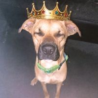 training_dogs0
