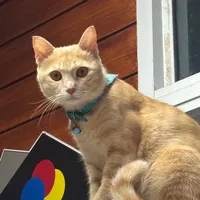 original sound - dream_tira09