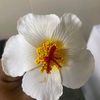 missapril101