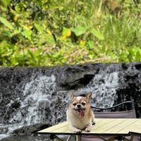 cozycafe.camp.lop