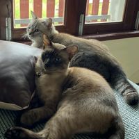 meaw754