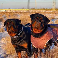 original sound - rottweiler.archibald