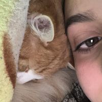 sindinowheretobefound