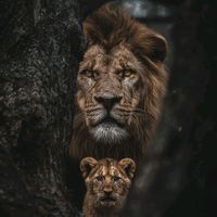 الصوت الأصلي