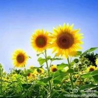原声 - 向日葵🌻