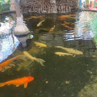 arrisa_promkana_2555