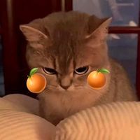 orangetree_hp