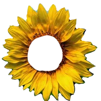 original sound - vannditway