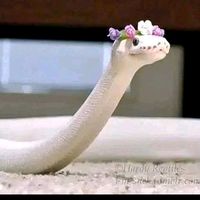 jannat4x1