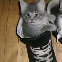 оригінальний звук