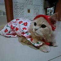 suara asli - Nafis karunia Al-fath