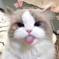 nattie_nattamon