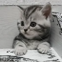 original sound - ipikachu20