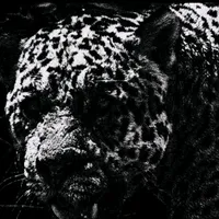 original sound - malinois244