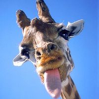 girafarafa1