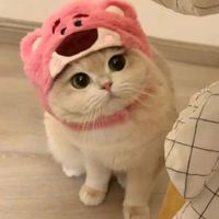 neko115289h