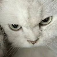 refairkitty