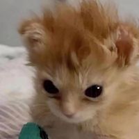 te estoy correteando snippet LATIN MAFIA