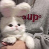 numtinr_
