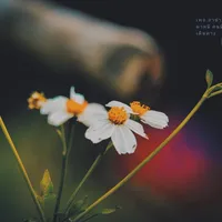 original sound - nong_bow999