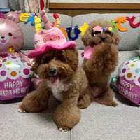 shunha_