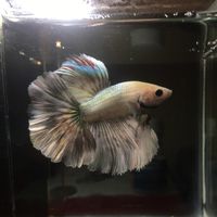 suara asli - Hendrapyg