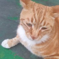 오리지널 사운드 - 나는기차는자동차다