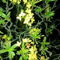 original sound - samira____khatun