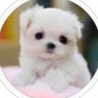 bhdog_world