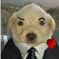 gatitoinsano.2.0