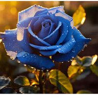 nhạc nền - 🍉 Cbiz 🍉