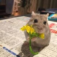 nhạc nền - Hwi🐳