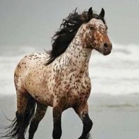future.horse