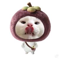 quokkaa_a