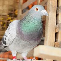 birdssqude7