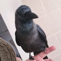 crows_house