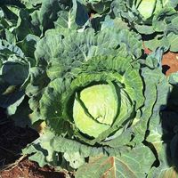 kgadiyabanabasione19