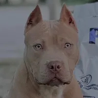 original sound - obigzinho