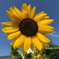 original sound - f...972